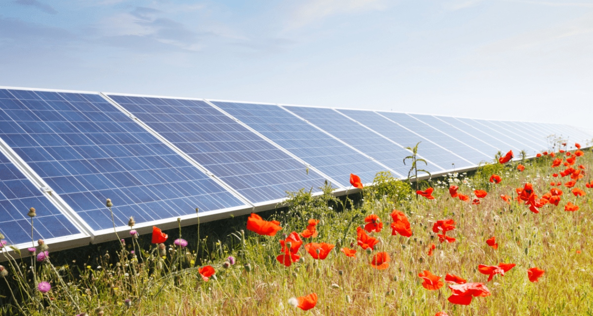 Wie Inyova Grow Projekte ausgewählt werden